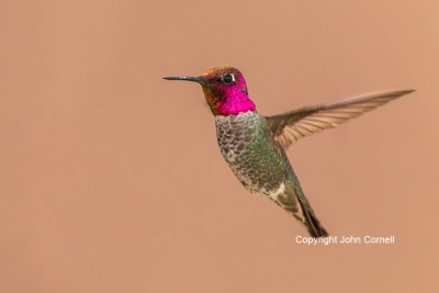 Annas-Hummingbird;Calypte-anna;Flying-Bird;Hummingbird;Photography;action;active